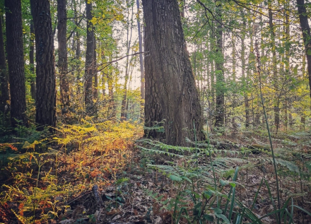 forêt de Loches