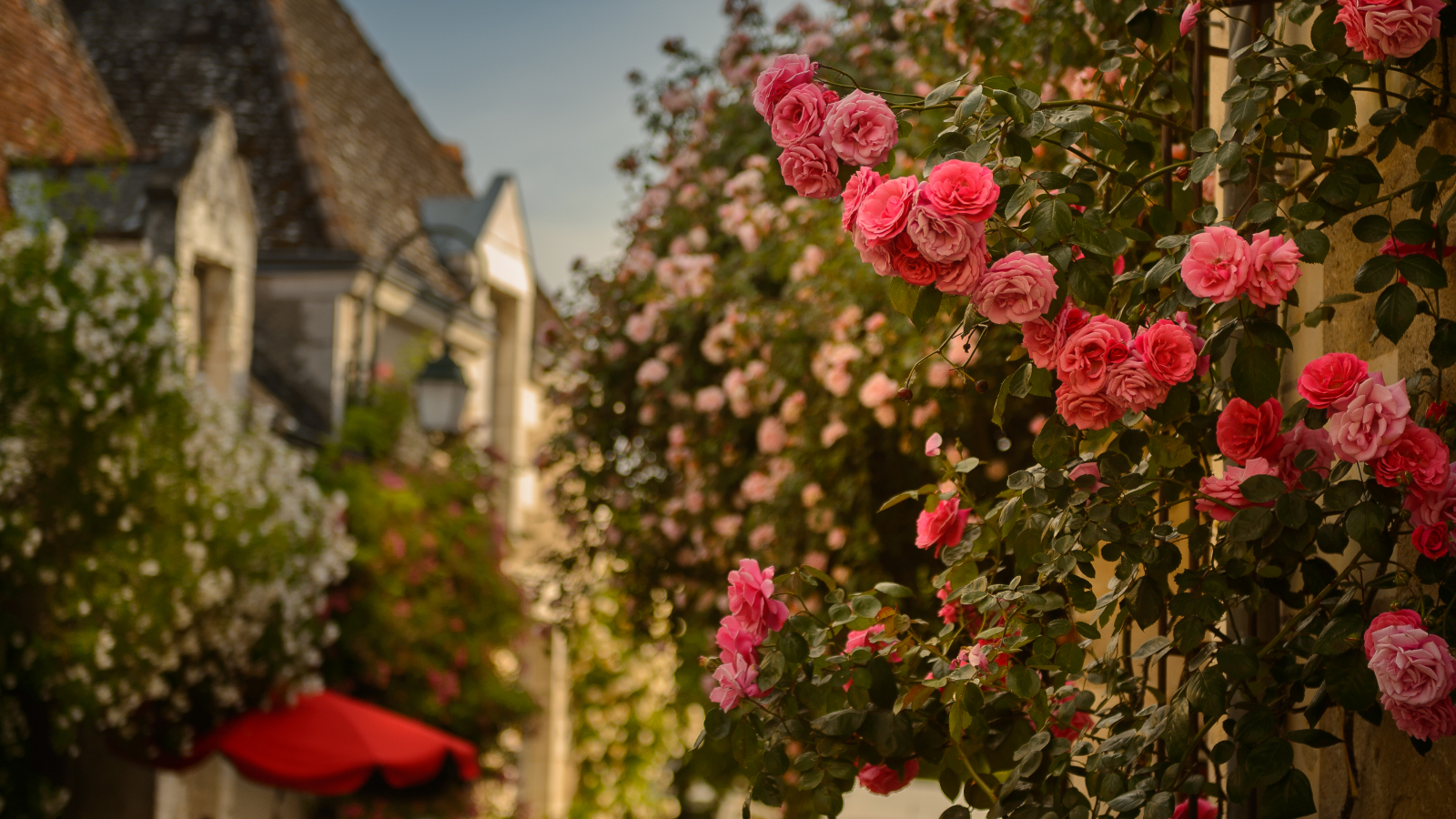 Roses de Chédigny