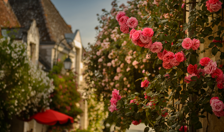 Roses de Chédigny