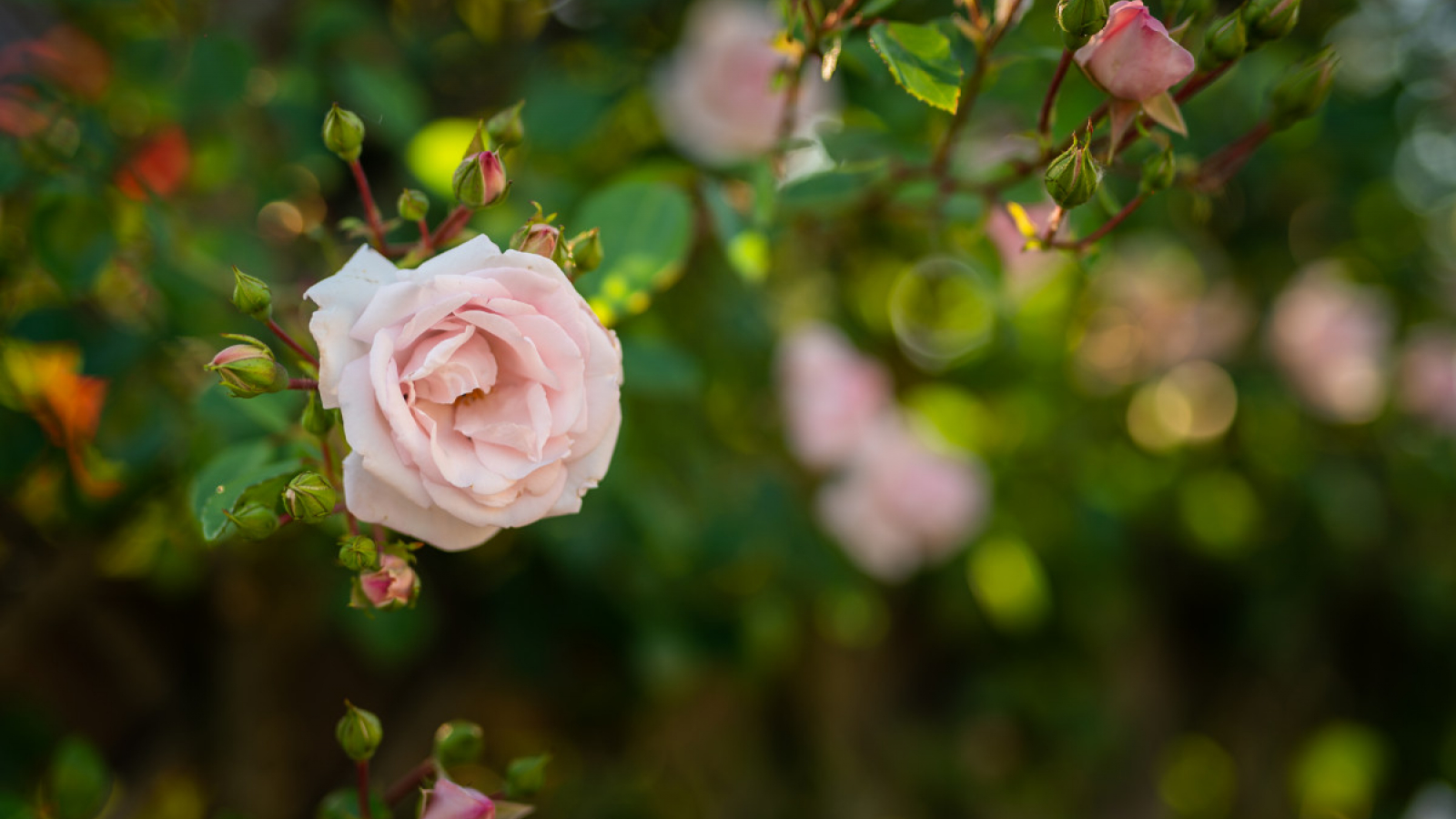 rose