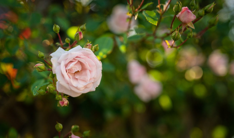 rose