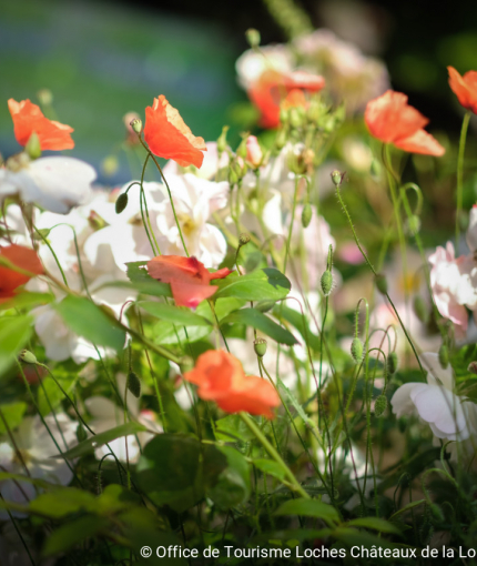 coquelicots