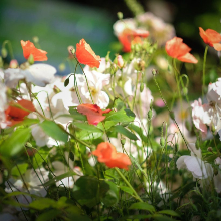 coquelicots