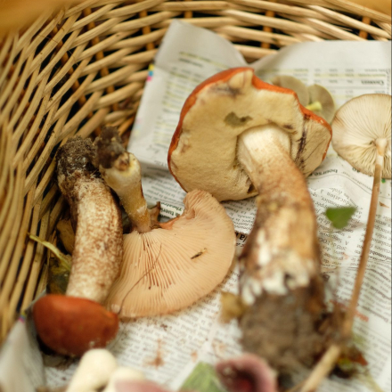 chasse aux champignons