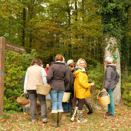 chasse aux champignons