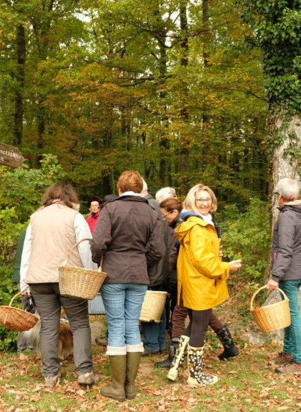 chasse aux champignons