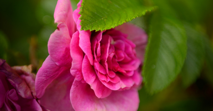 rose