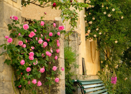 rose de Chédigny