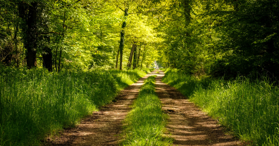 chemin forestier