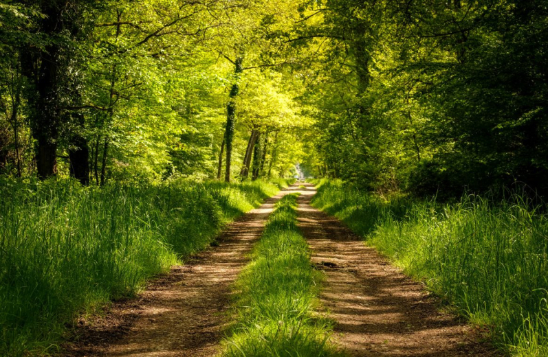 chemin forestier