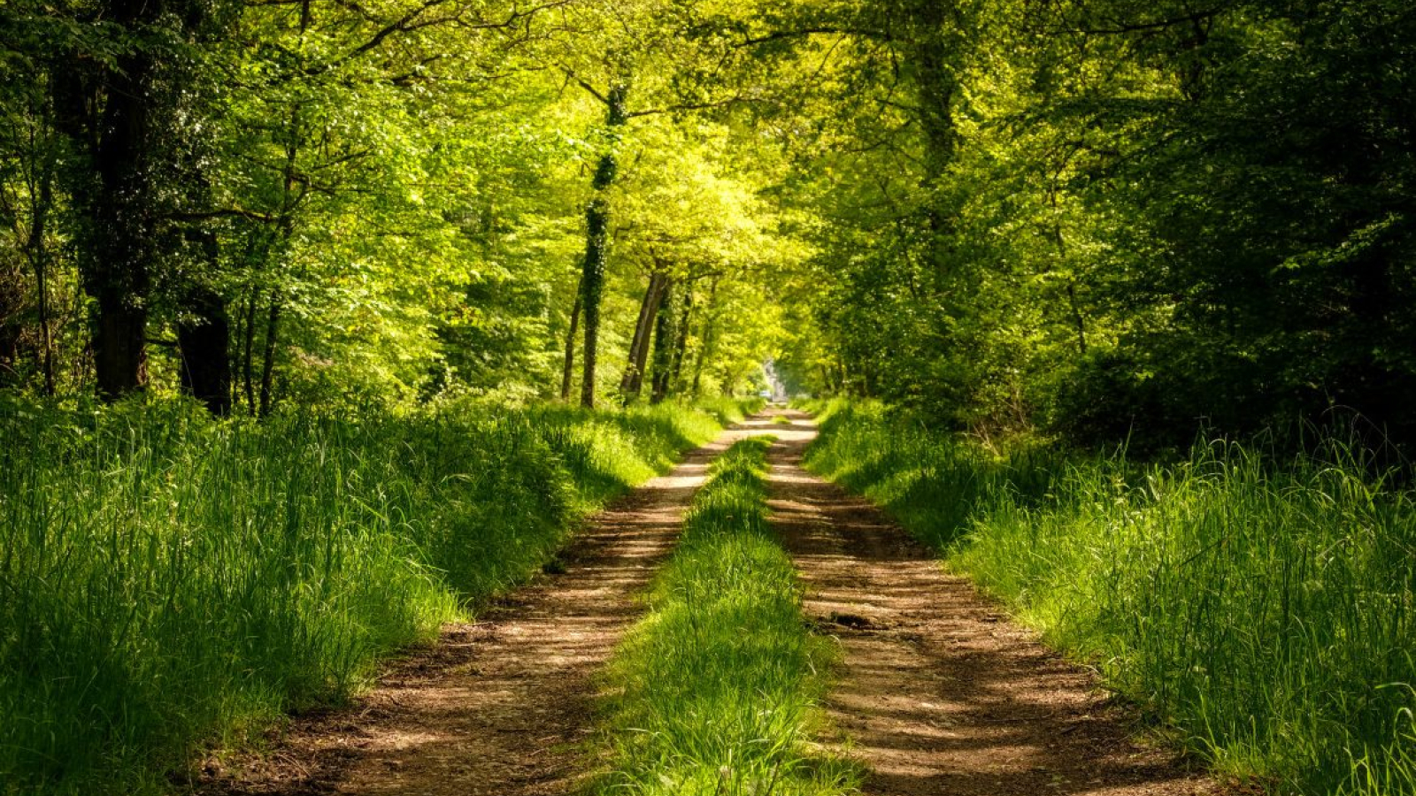 chemin forestier
