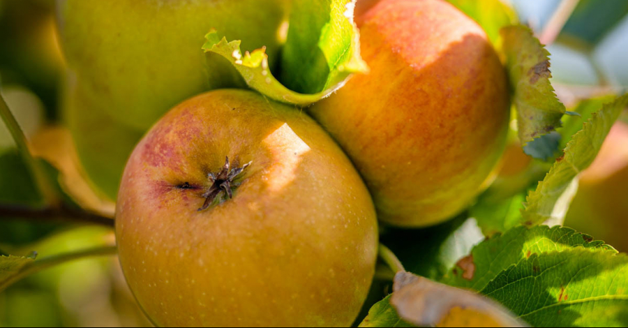 pommes