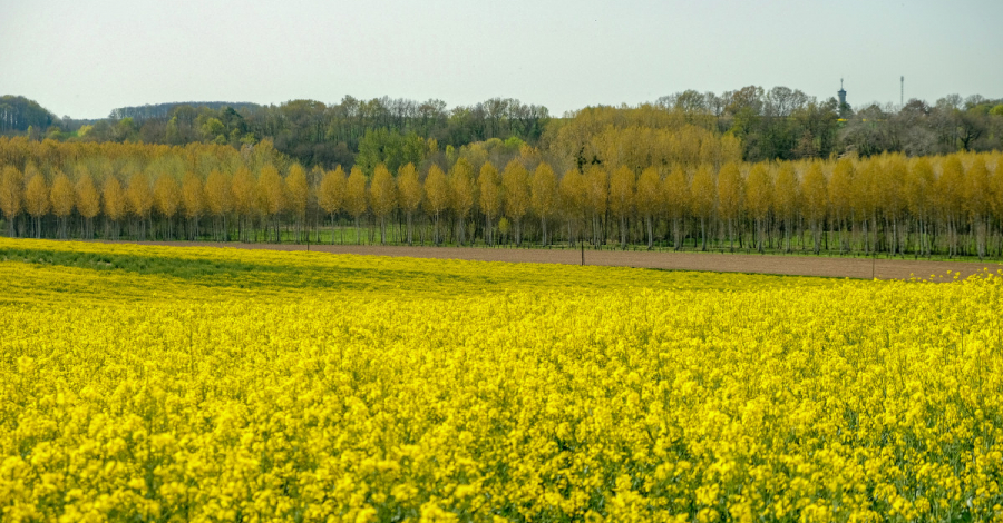 campagne au printemps champ de colza