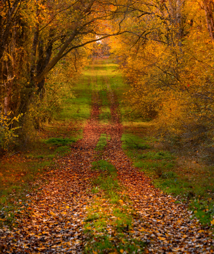 allée forestière en automne