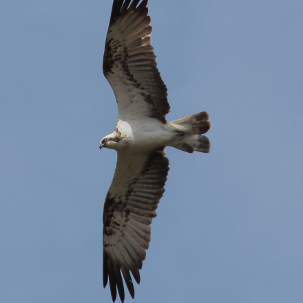 oiseau Balbuzard pêcheur au Louroux