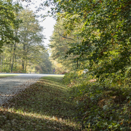 foret de Loches