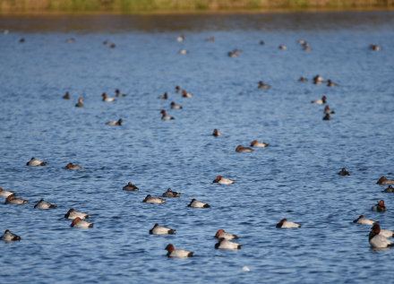 Fuligules milouins à l'étang du Louroux