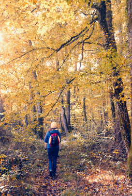 randonnée en foret