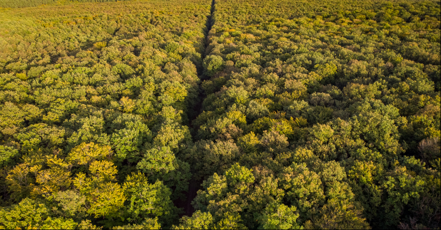 vue aérienne de la forêt de Loches