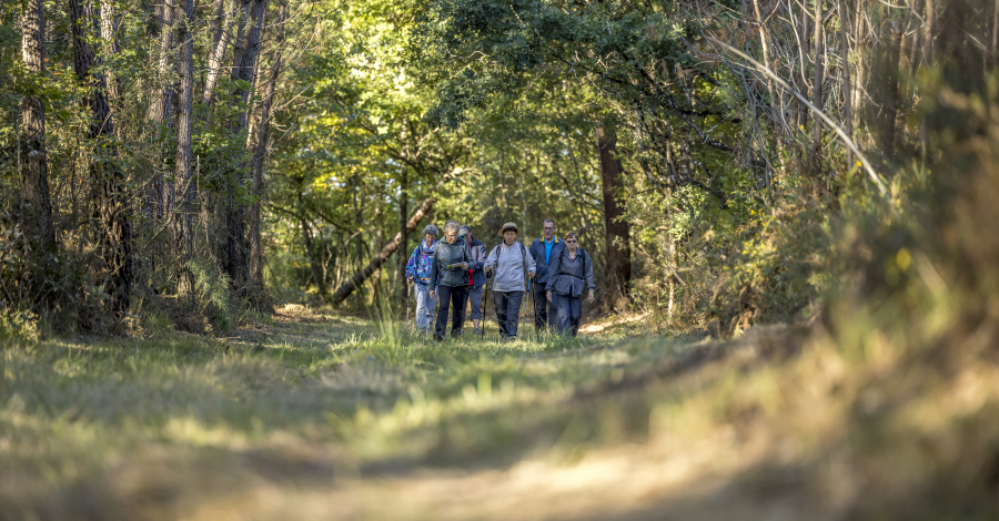 randonnée en forêt