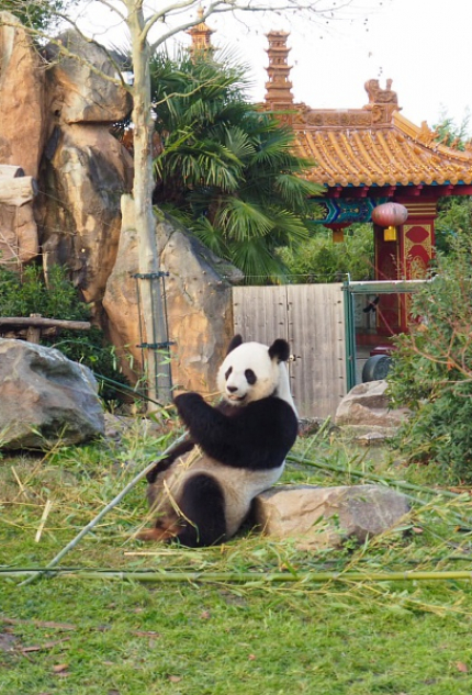 szoo de Beauval panda