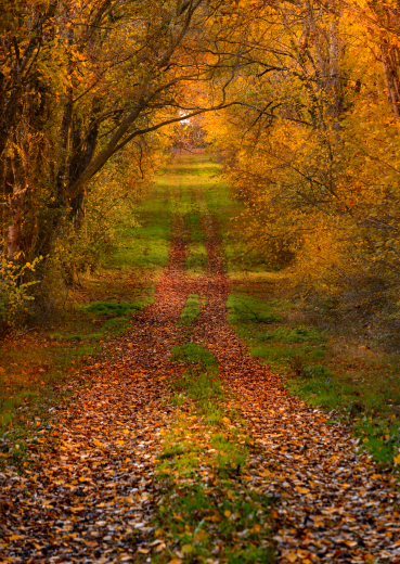 allée en forêt en automne