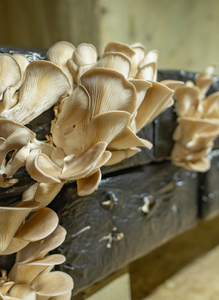 Culture de champignons en troglo à Loches