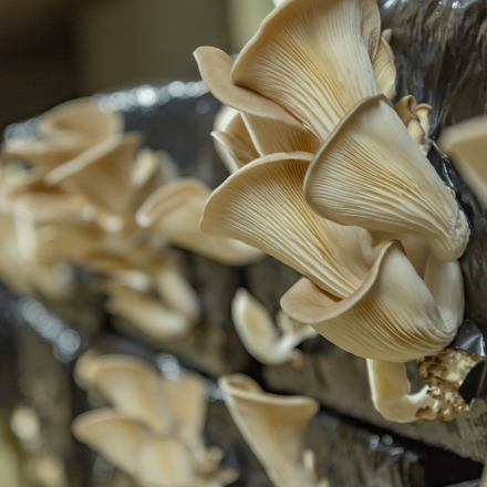 Culture de champignons en troglo à Loches