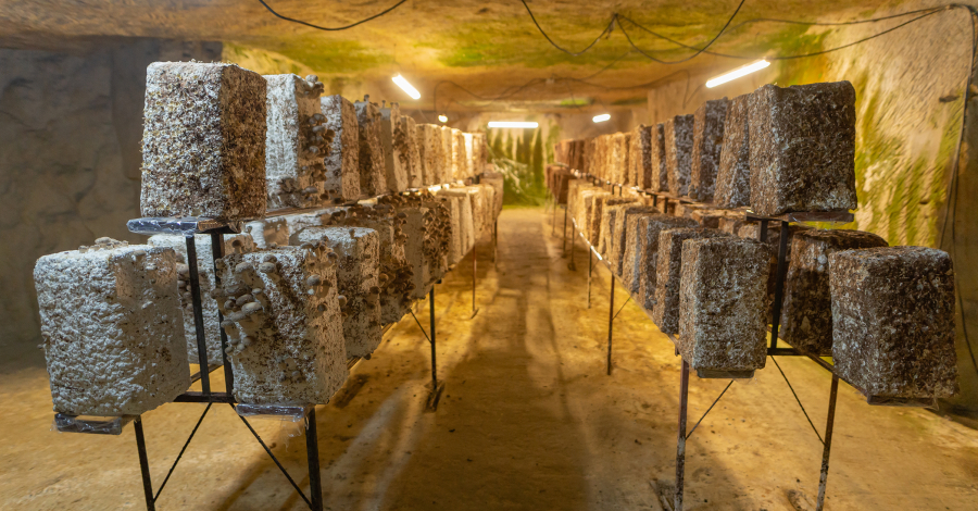 Culture de champignons en troglo à Loches