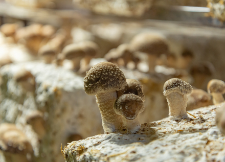 Culture de champignons en troglo à Loches