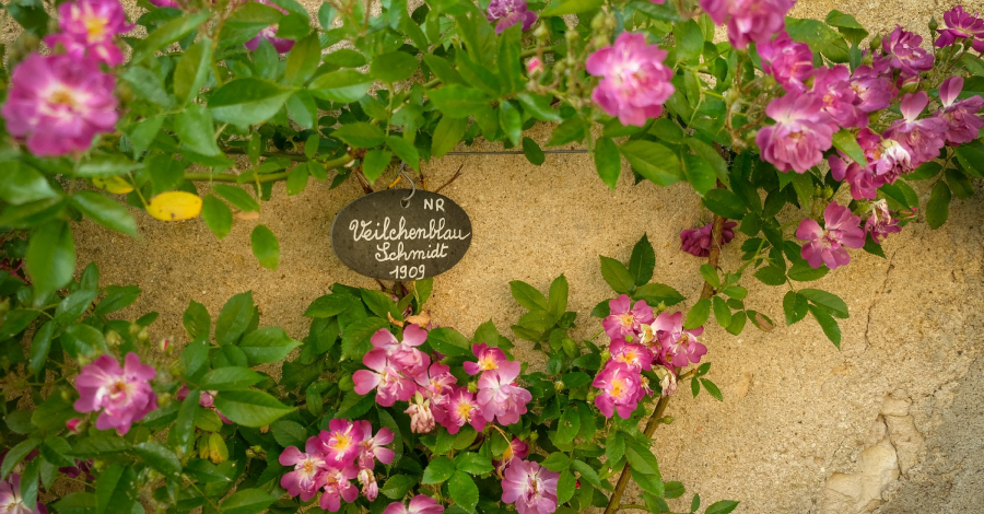 roses de chédigny