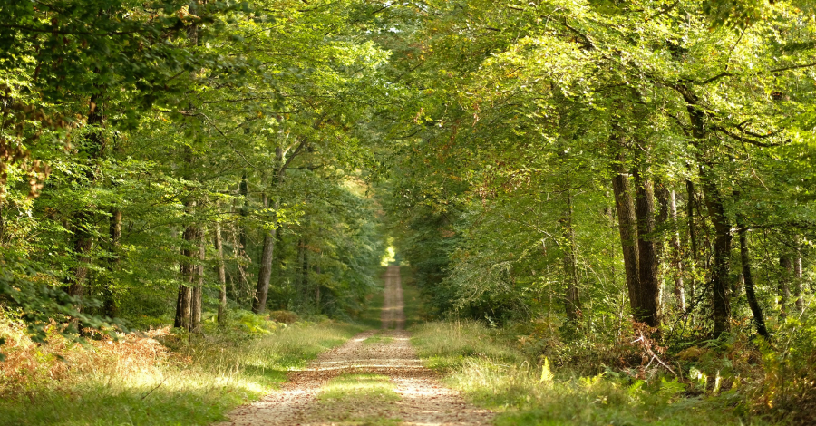 forêt de Loches