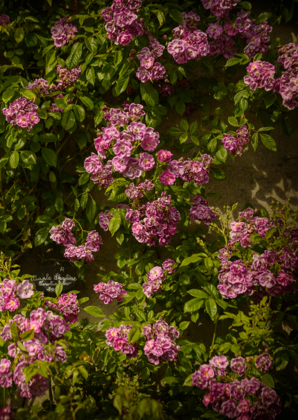 roses de Chédigny