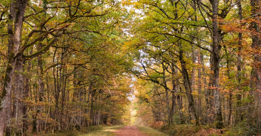 forêt de Loches