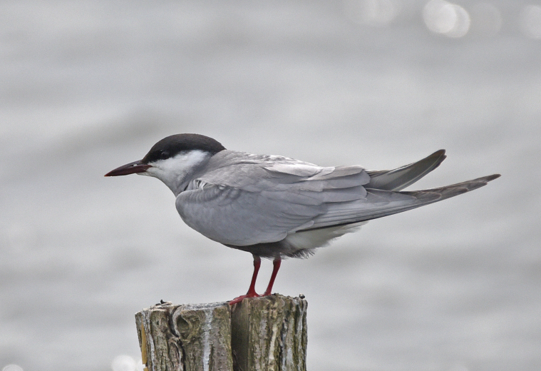 mouette