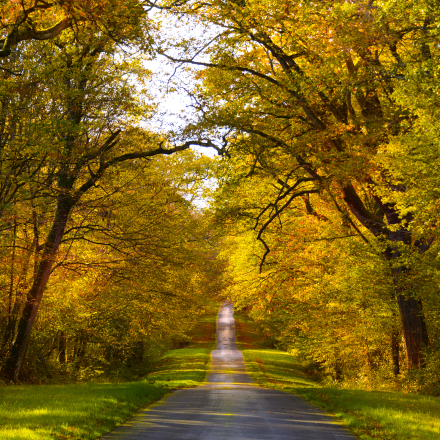 allée en forêt de Grillemont