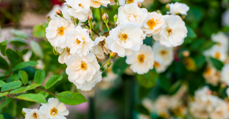 roses à Chédigny