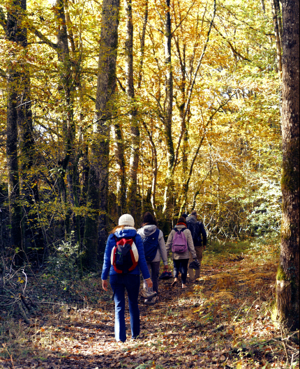 randonnée en forêt