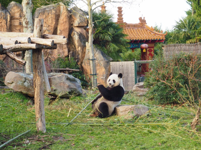 zoo de Beauval pandas