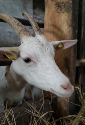 ferme chevre sepmes Cabri au lait