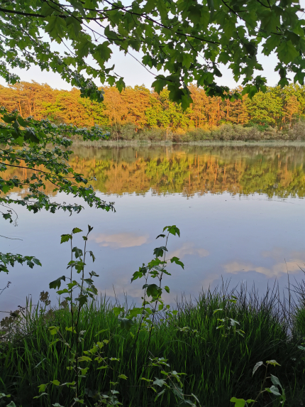 étang en forêt de Loches