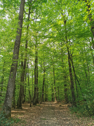 forêt de Loches