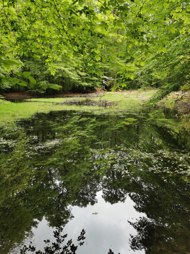 forêt de Loches