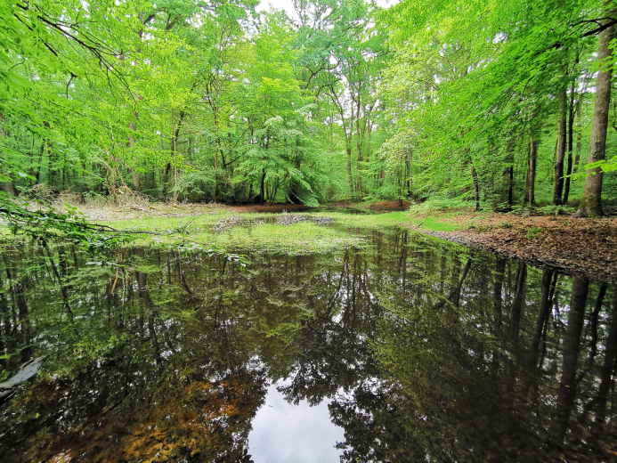 forêt de Loches