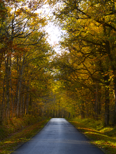 forêt