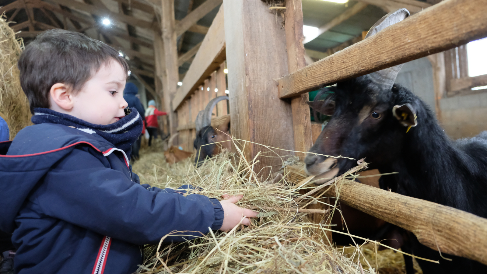 atelier nature à la ferme caprine de sepmes