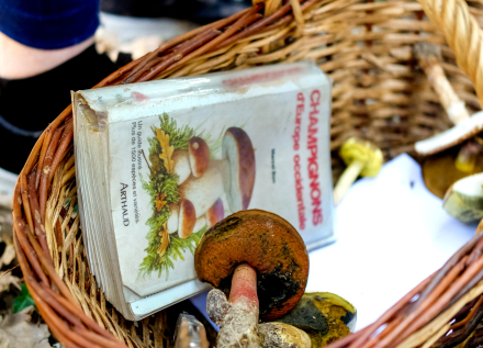 Chasse aux champignons