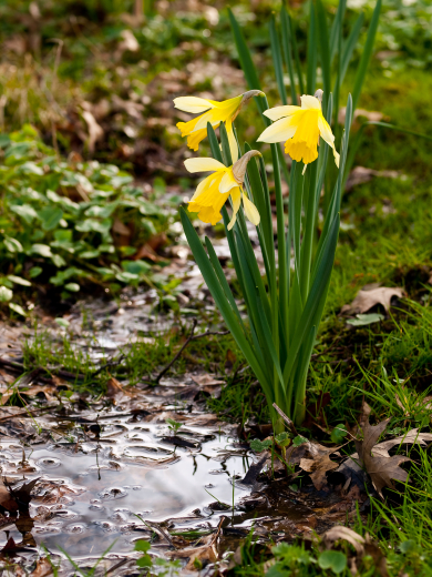 jonquilles