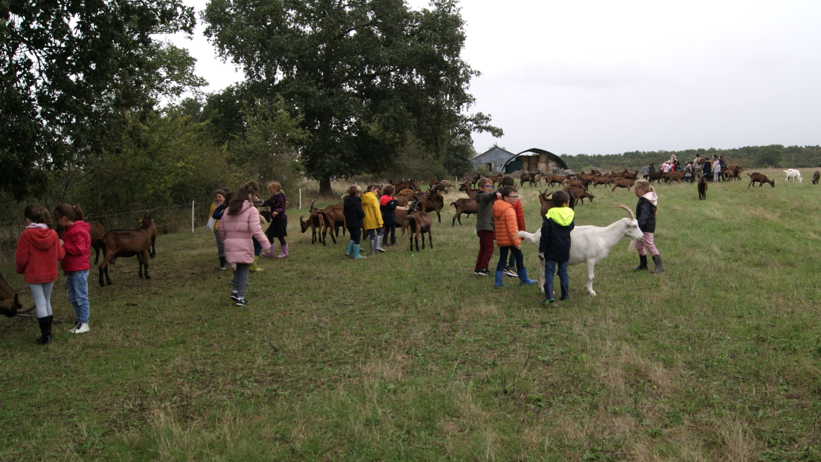 ferme caprine à Sepmes