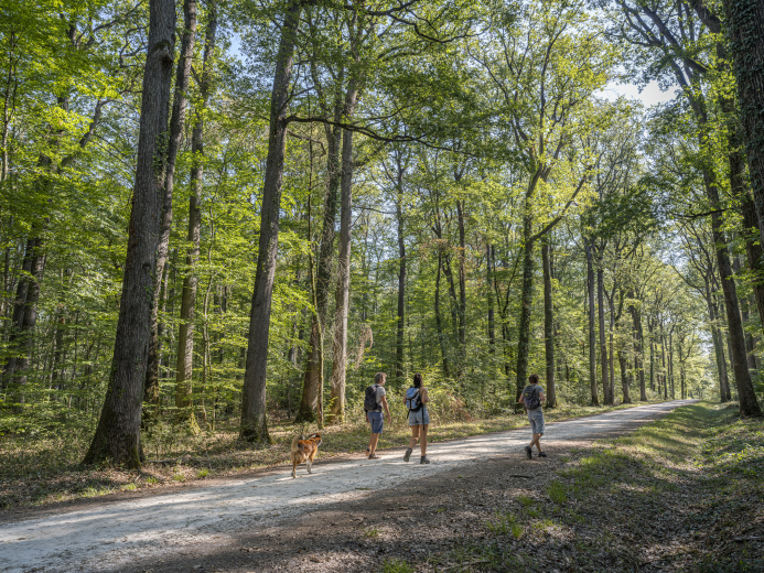 randonnée en forêt de Loches